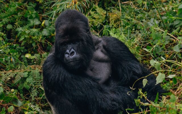 Gorillas and rainforest trekking as part of Uganda primate safari planning
