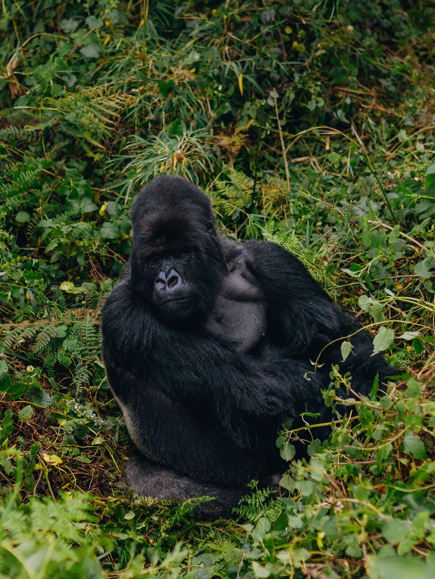 Bwindi Impenetrable National Park — safari destination