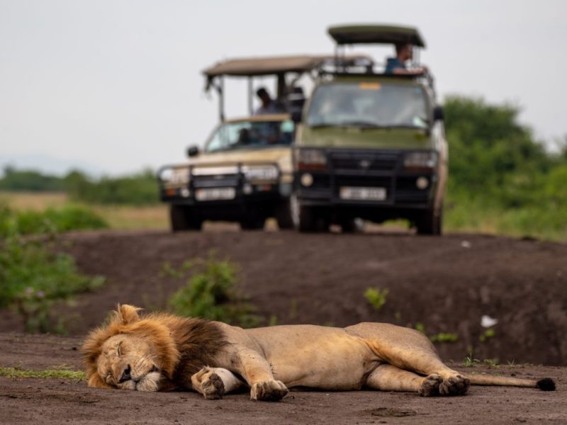 self drive safari