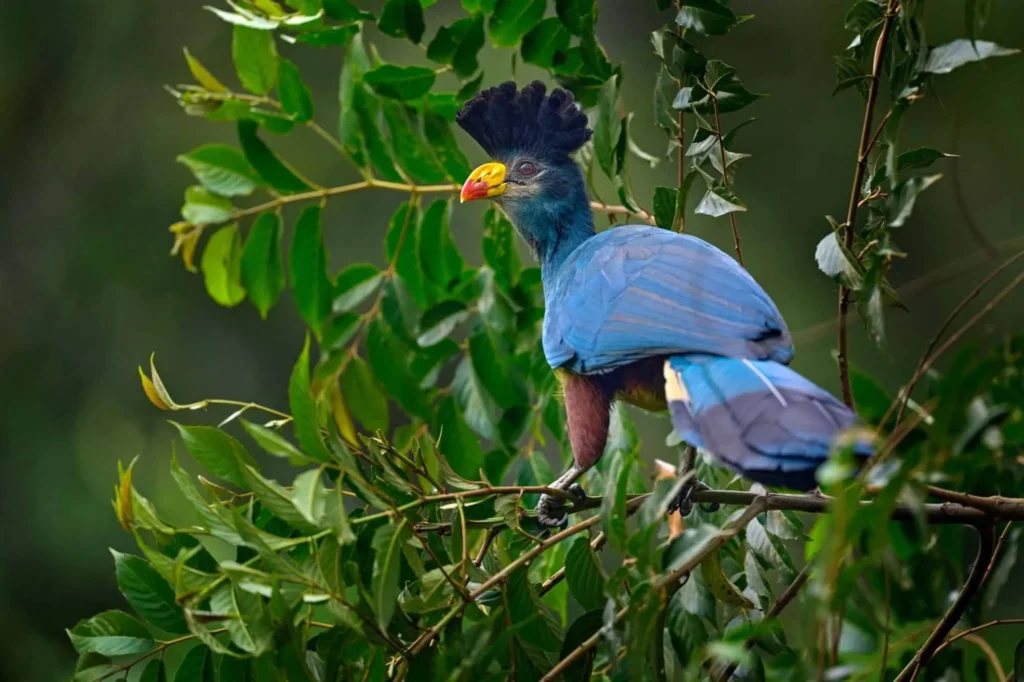 Uganda Birding vs Wildlife Safari