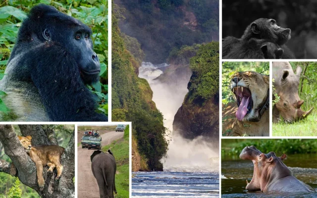 18 Days Uganda Wildlife Safari