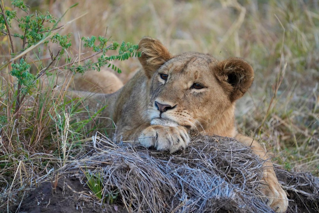 Best 5-Day Uganda Safari Itineraries