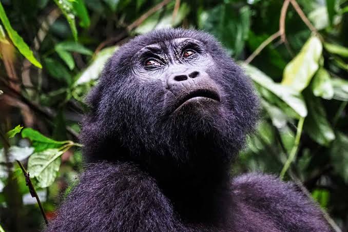 Best 7-Day Uganda Safari Packages