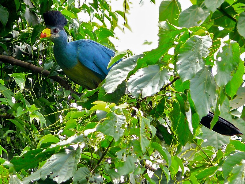 bigodi wetland
