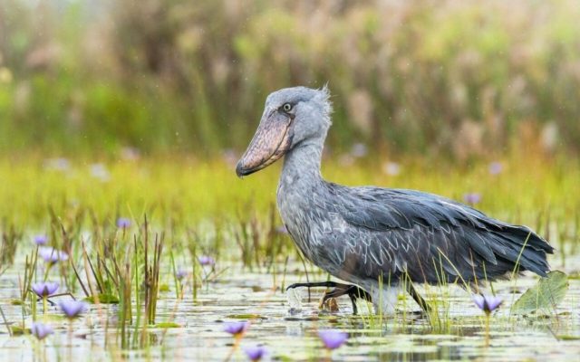 Birding in Uganda: Complete Guide to Africa’s Premier Birdwatching Destination