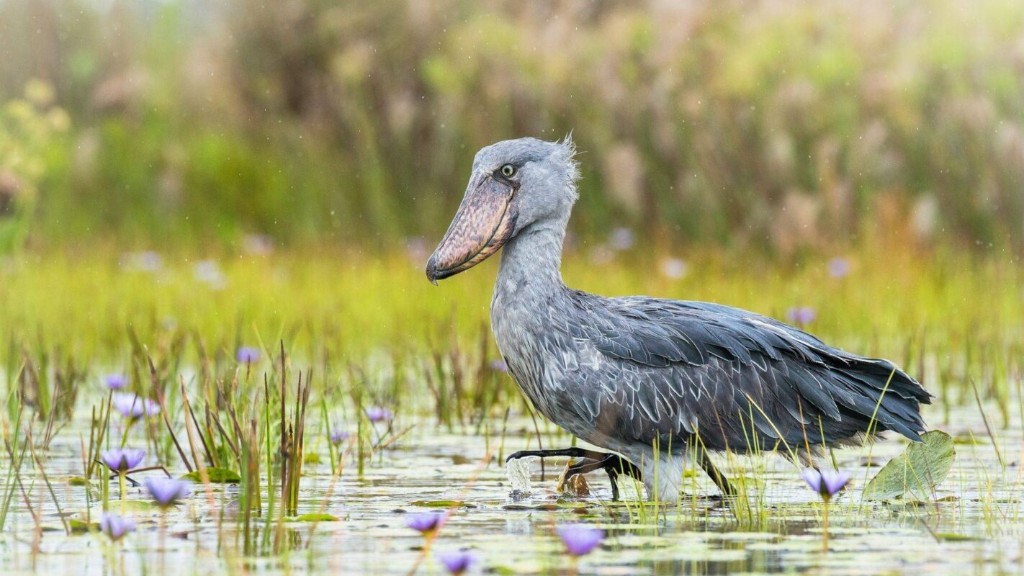 Birding in Uganda: Complete Guide to Africa’s Premier Birdwatching Destination — Uganda safari travel guide