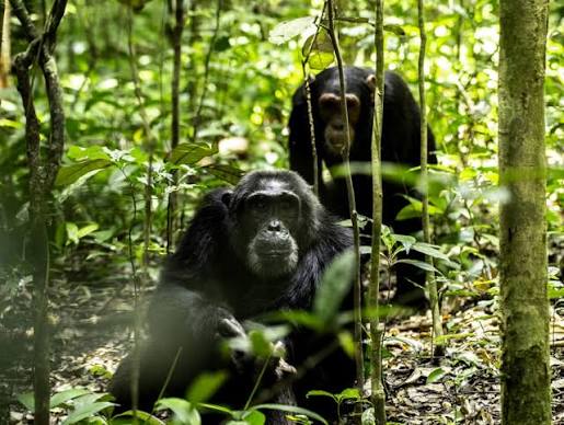 chimp trekking in budongo