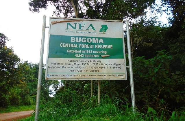 Bugoma Forest Reserve: Wildlife & Travel Guide