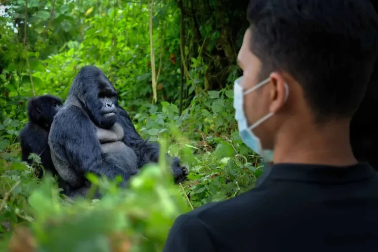 Bwindi Impenetrable Forest