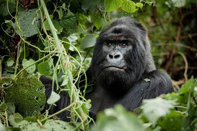 Bwindi vs Mgahinga Gorilla Trekking