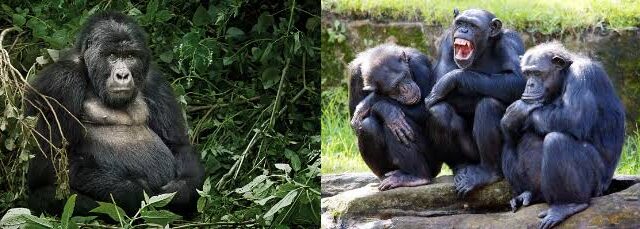 7 Days Rwanda Primates Tour — Gorillas, Golden Monkeys & Chimps