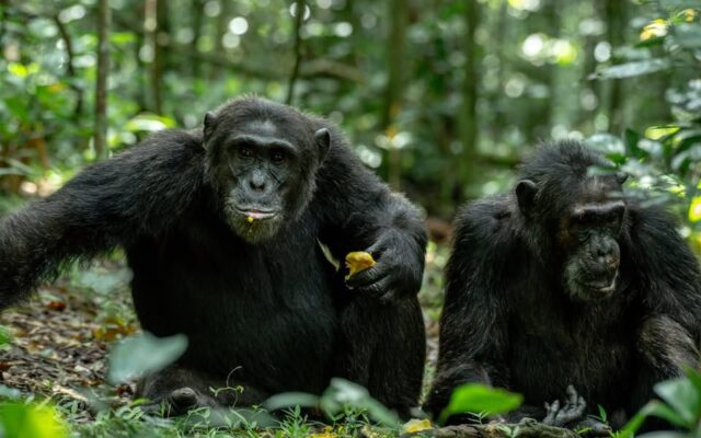 6 Days Uganda Gorillas, Chimpanzees & Wildlife Safari