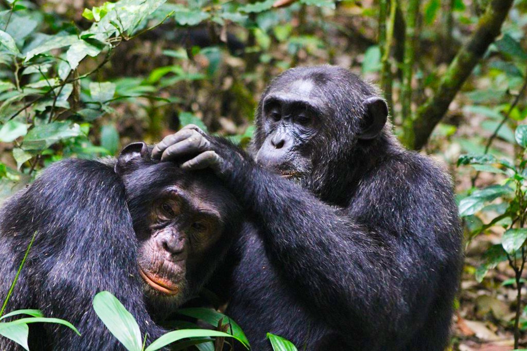 Chimp Habituation Experience in Uganda