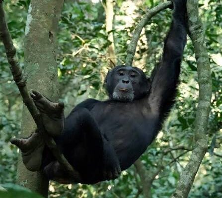 2 Days Kibale Chimpanzee Safari