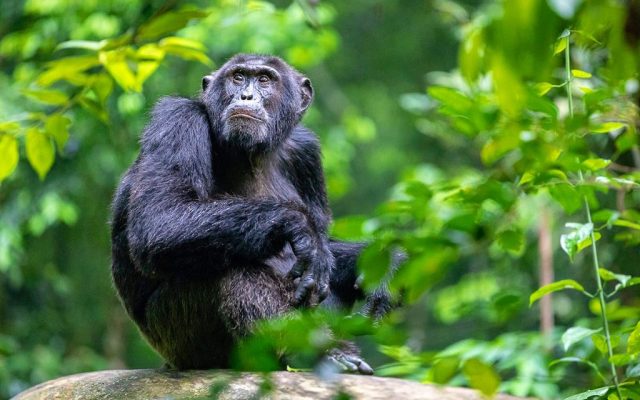 Kibale National Park