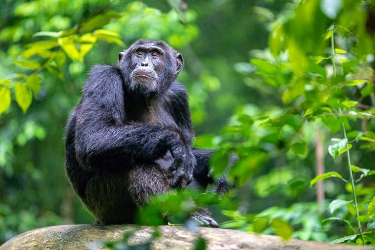 Kibale National Park
