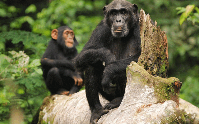 2 Days Budongo Forest Chimpanzee Safari