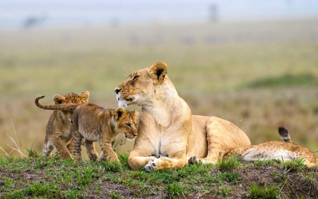 Queen Elizabeth National Park