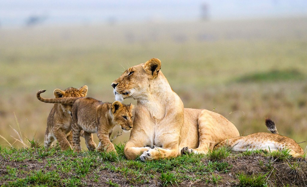 Lion family on a classic Uganda wildlife safari