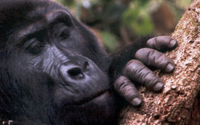 Clouds Mountain Gorilla Lodge