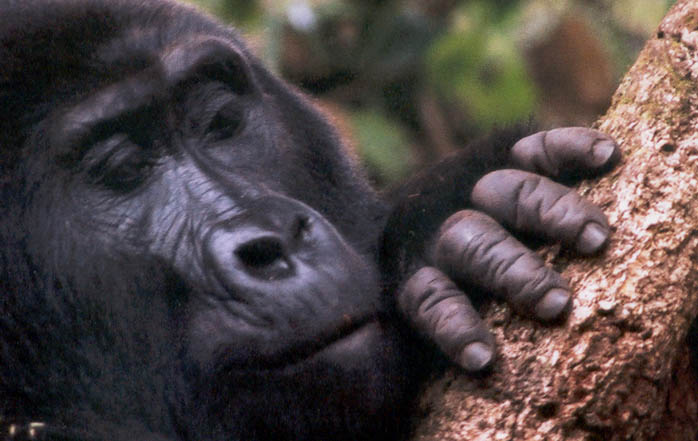 Clouds Mountain Gorilla Lodge