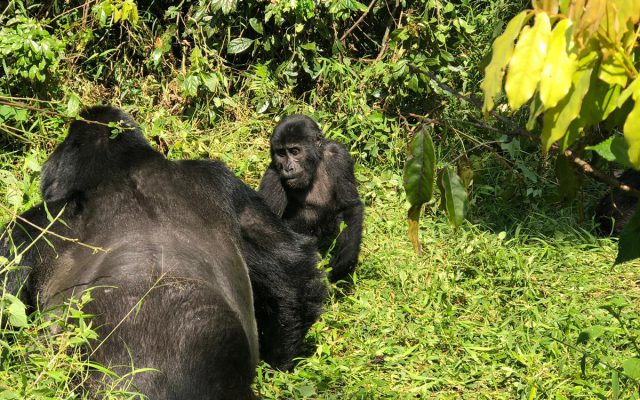 Four Gorillas Lodge