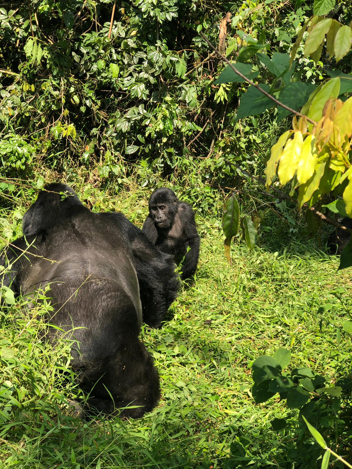 Four Gorillas Lodge