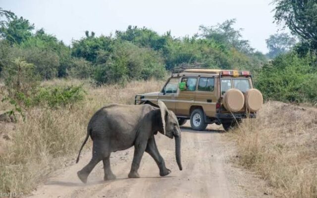 12 Day Uganda Explorer Safari