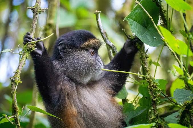 Golden Monkey Tracking in Uganda
