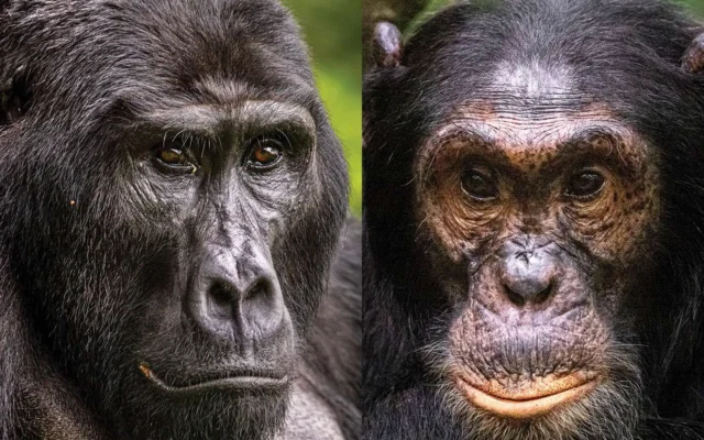 5 Days Gorillas & Chimps (Uganda)