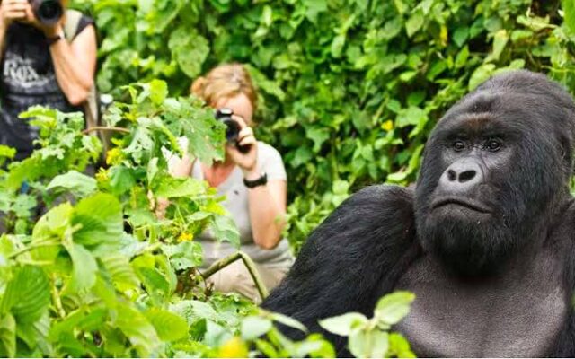 6 Day Rwanda Gorillas & Wildlife Safari