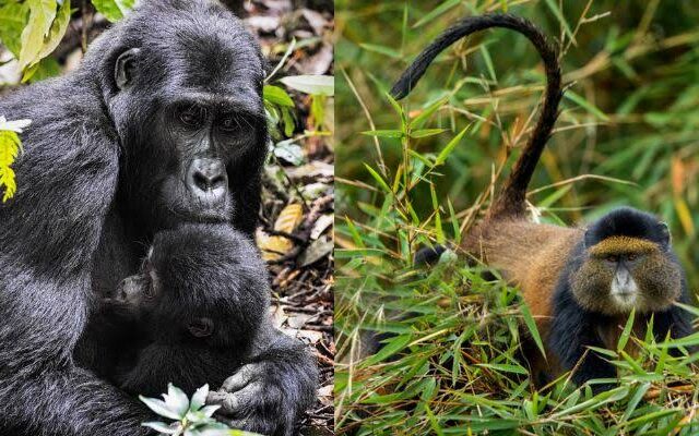 7 Days Rwanda Primates Tour — Gorillas, Golden Monkeys & Chimps