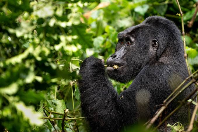Gorilla Habituation Experience in Uganda