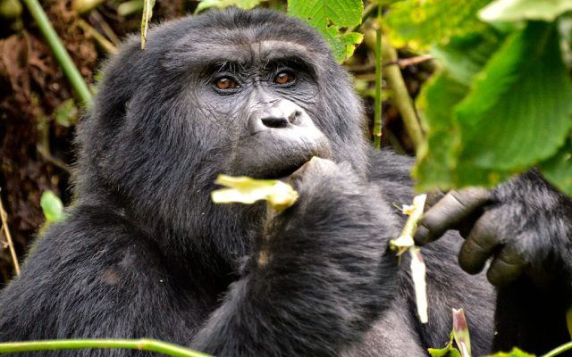 Gorilla Heights Lodge