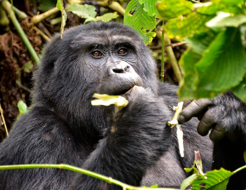 Gorilla Heights Lodge