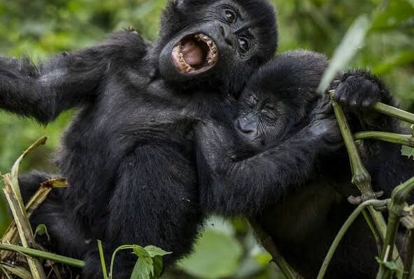 5 Days Rwanda Safari — Gorilla Trekking