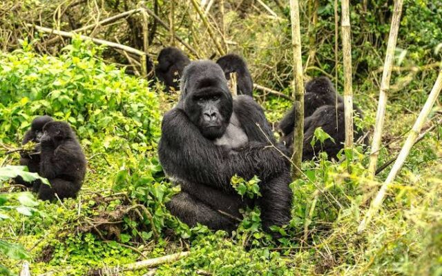 5 Days Uganda Wildlife Tour — Gorillas & Big Game