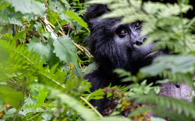 Budget Gorilla Trekking Safari