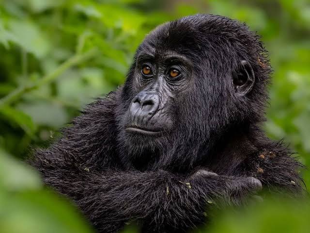 Gorilla Trekking + Chimpanzee Safari Guide