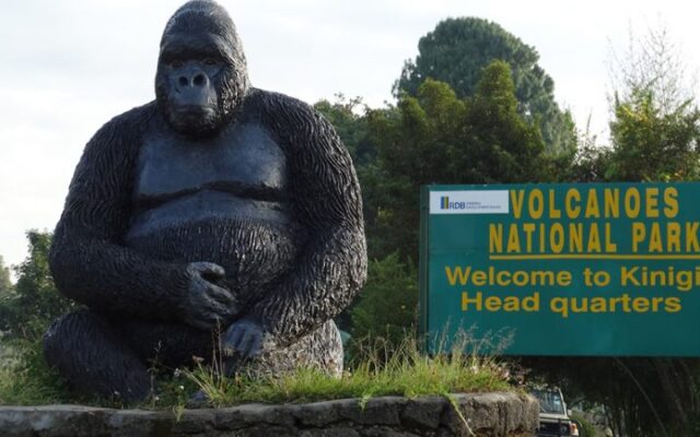 1 Day Gorilla Trekking Tour in Rwanda