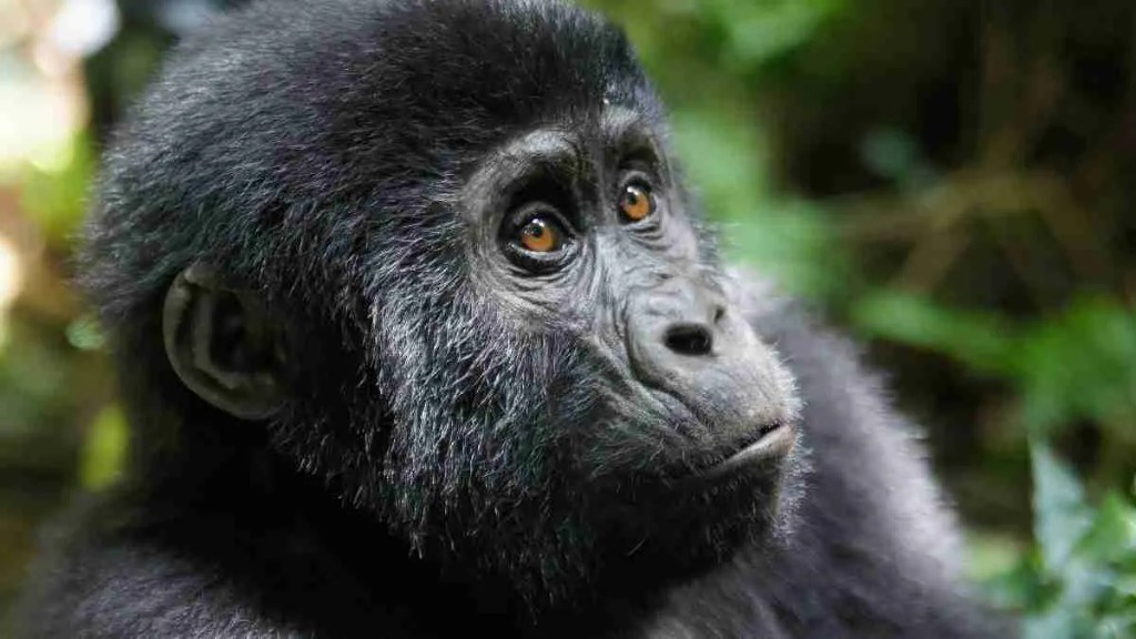 Gorilla Trekking Rules and Age Limits