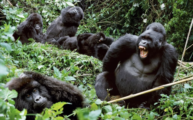 3 Day Uganda Gorilla Trekking Safari