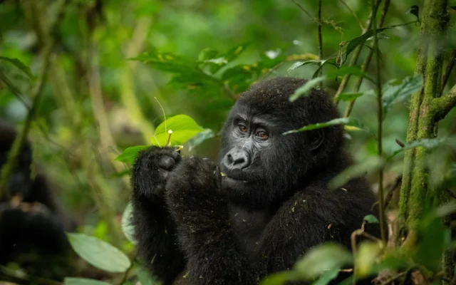 3 Day Uganda Gorilla Trekking Safari