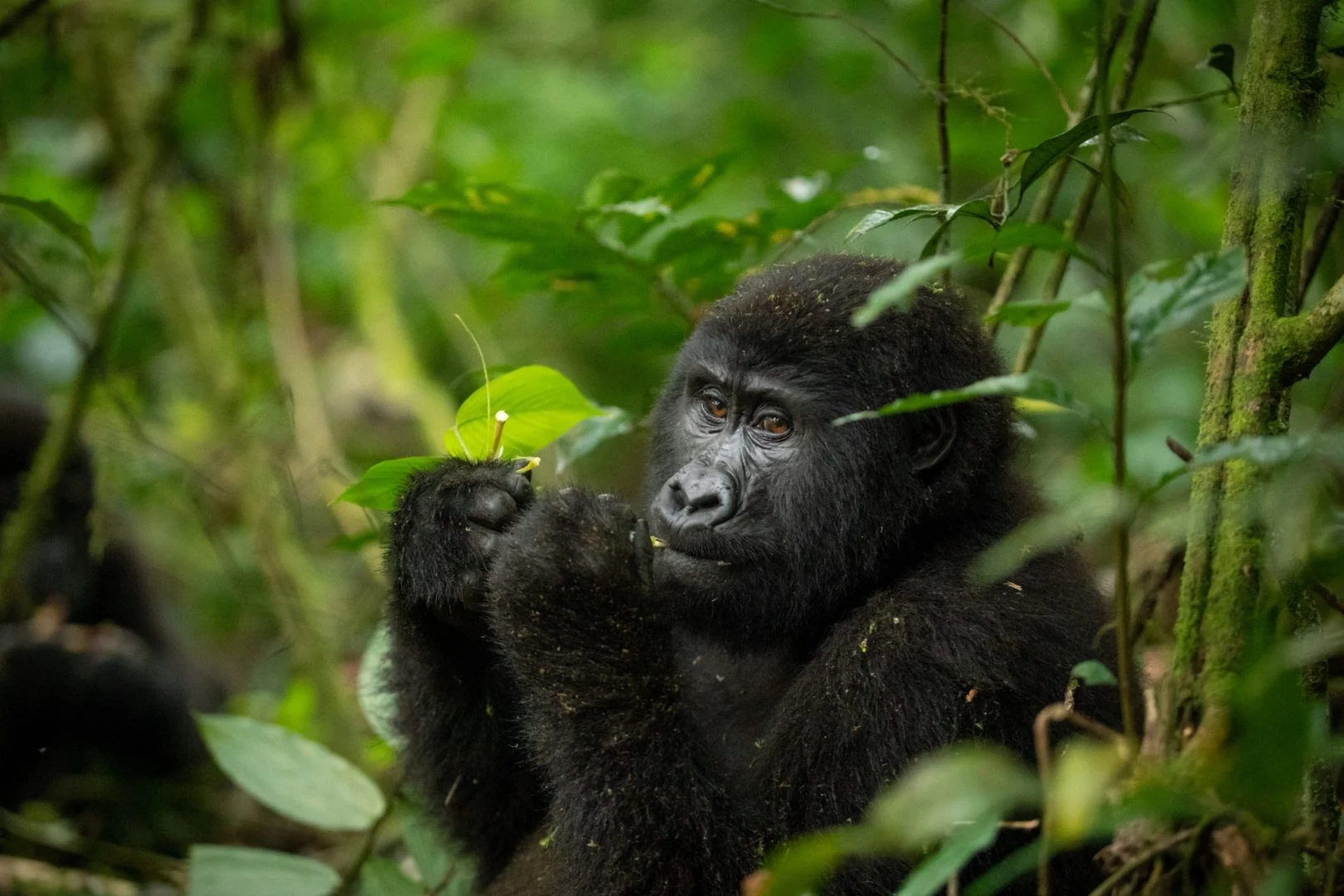Gorilla Trekking in Uganda — Uganda safari travel guide