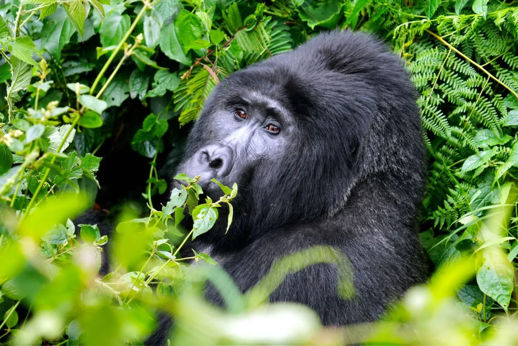 Mountain gorilla in lush forest, Uganda safari