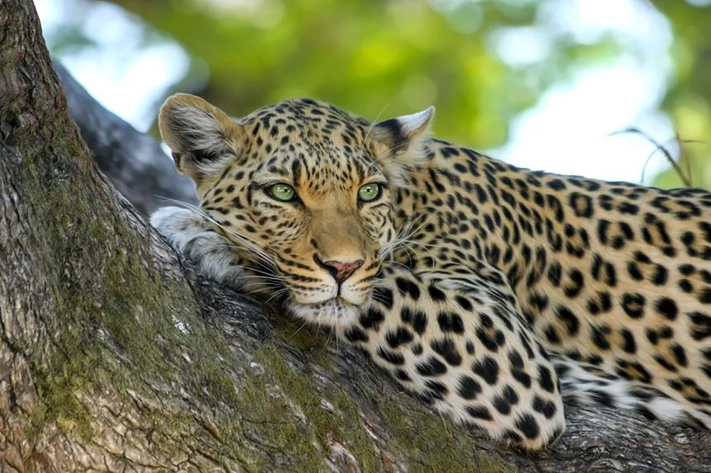 Leopard resting on a tree branch