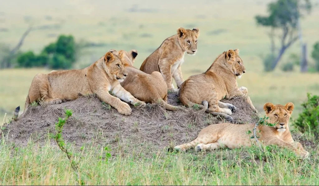 Young lions on a grassy savanna