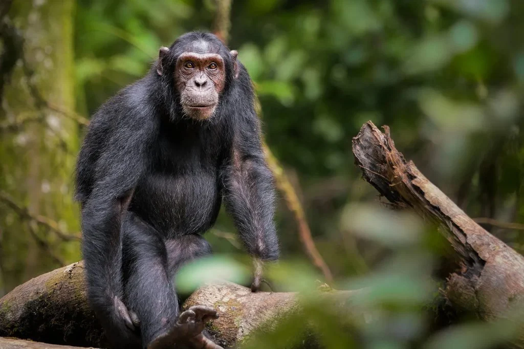 Chimpanzee in tropical rainforest