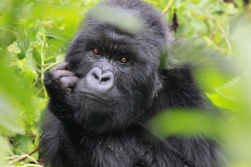 How Much Does Gorilla Trekking in Uganda Cost?