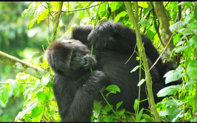 Ichumbi Gorilla Lodge